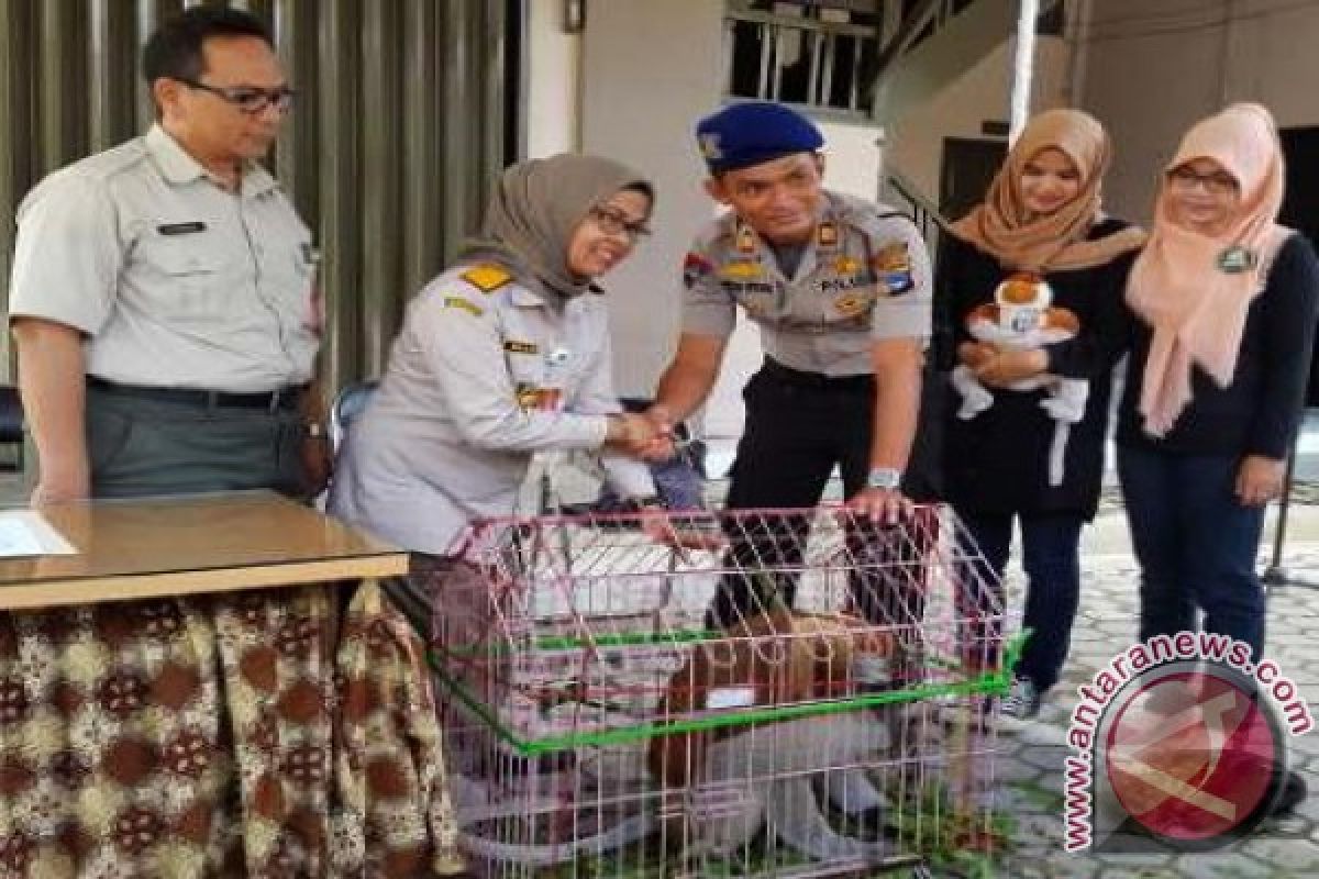 Satpolair Serahkan Bekantan Ke Balai Karantina