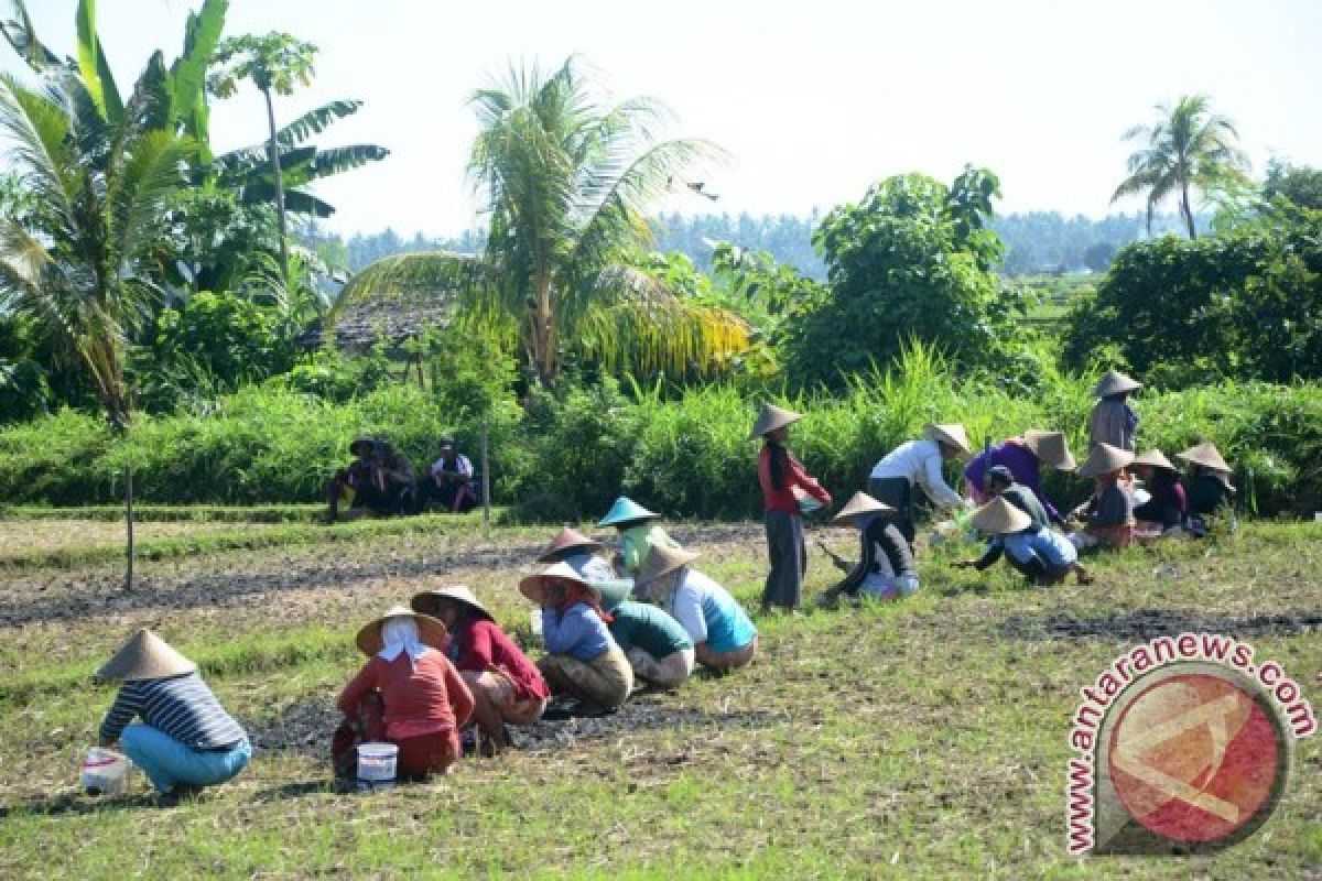 Padi petani Lombok Utara diserang ulat