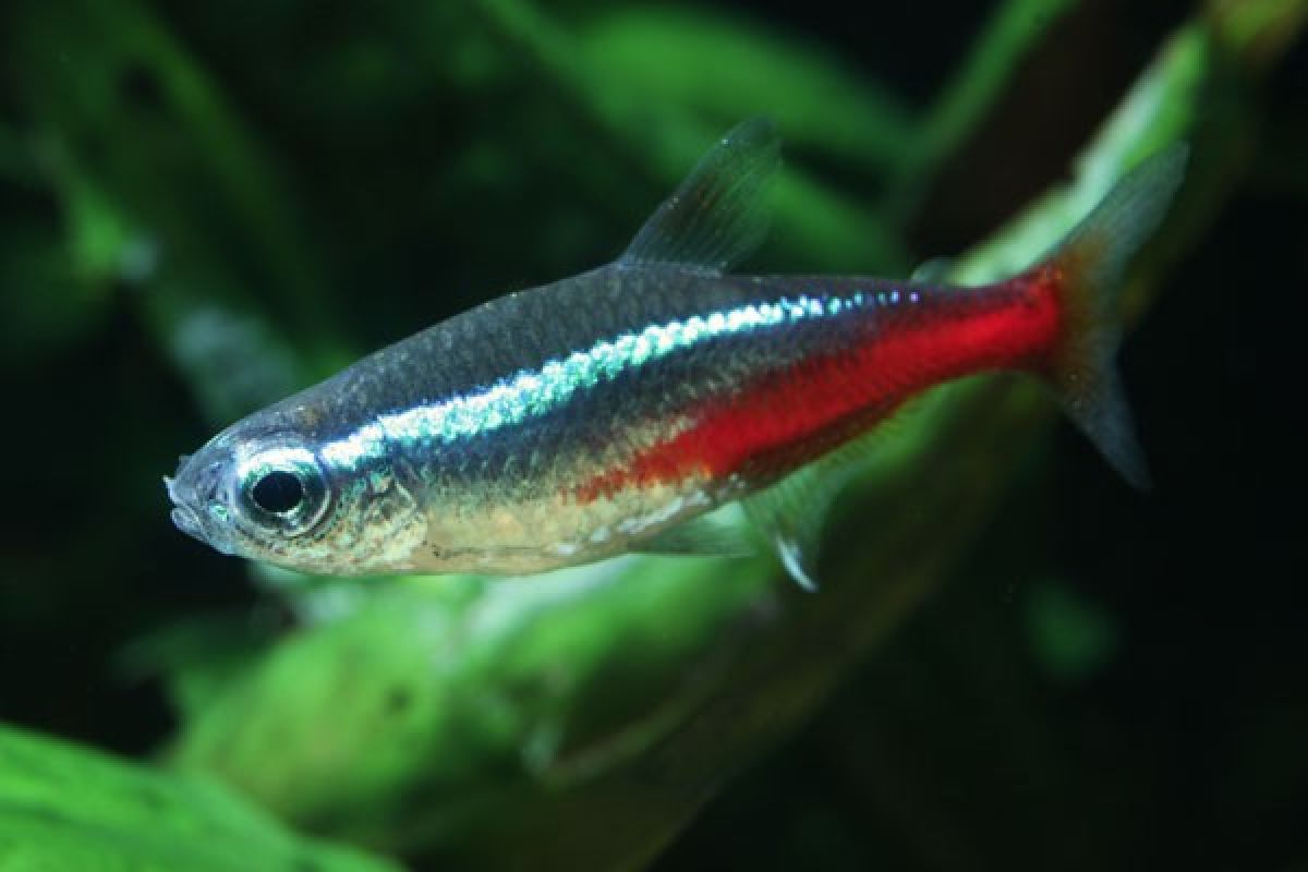 Budidaya Ikan Neon Tetra Menjanjikan Di Bogor 