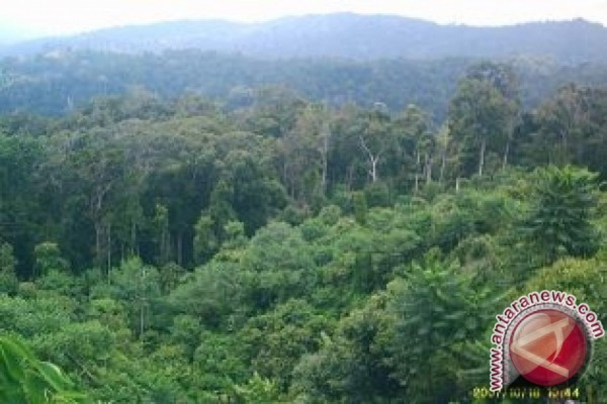 Aktivitas perambahan hutan lindung Tahura masih tinggi