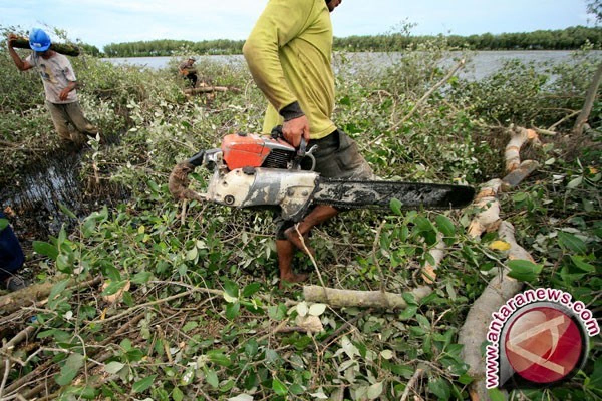 DPKP Bontang Terapkan Sanksi Penebang Pohon Bakau