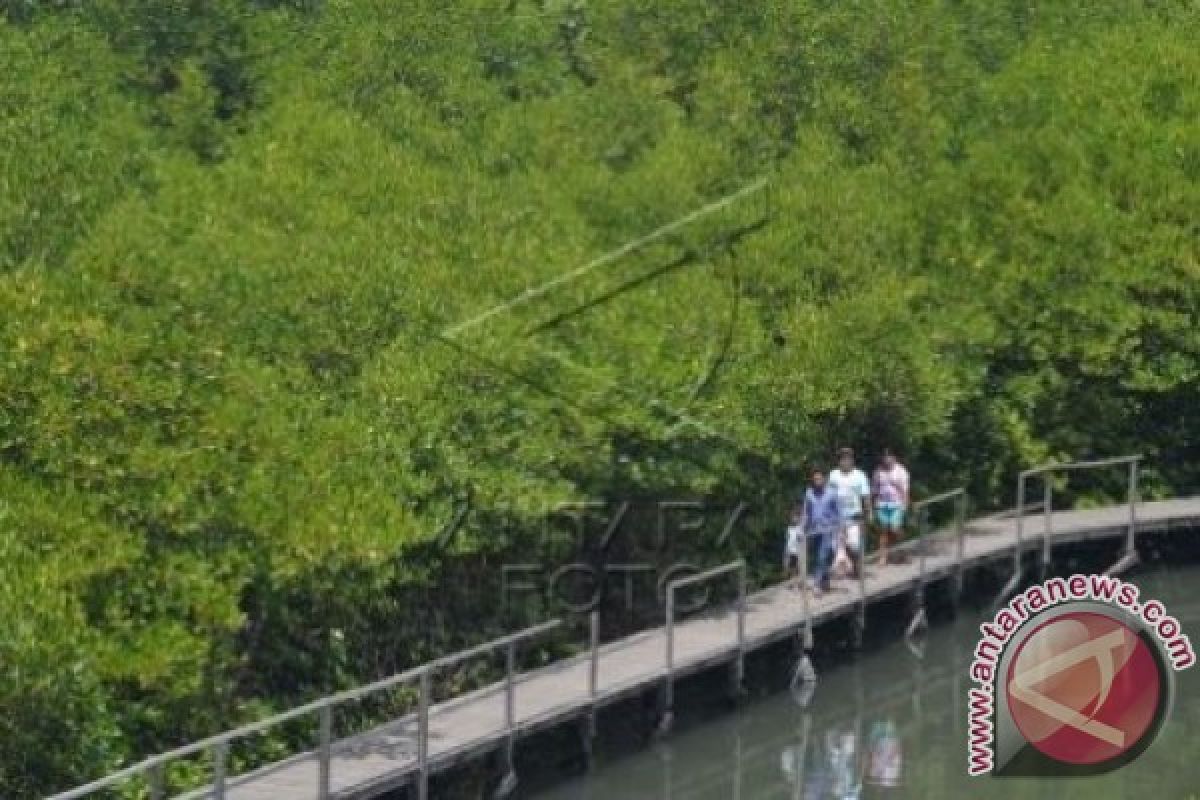 Ada Wisata Jelajah Hutan Mangrove Di Demak