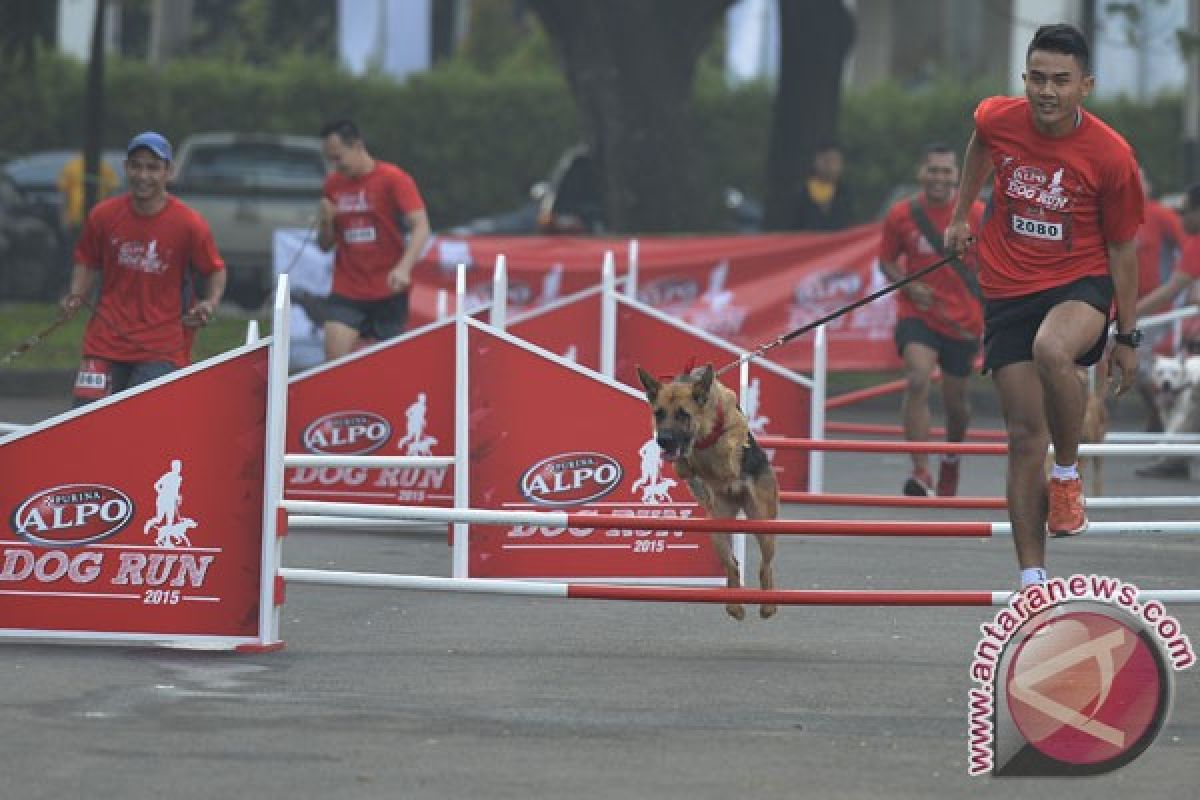 Para pecinta anjing ikut lomba lari bersama piaraan 