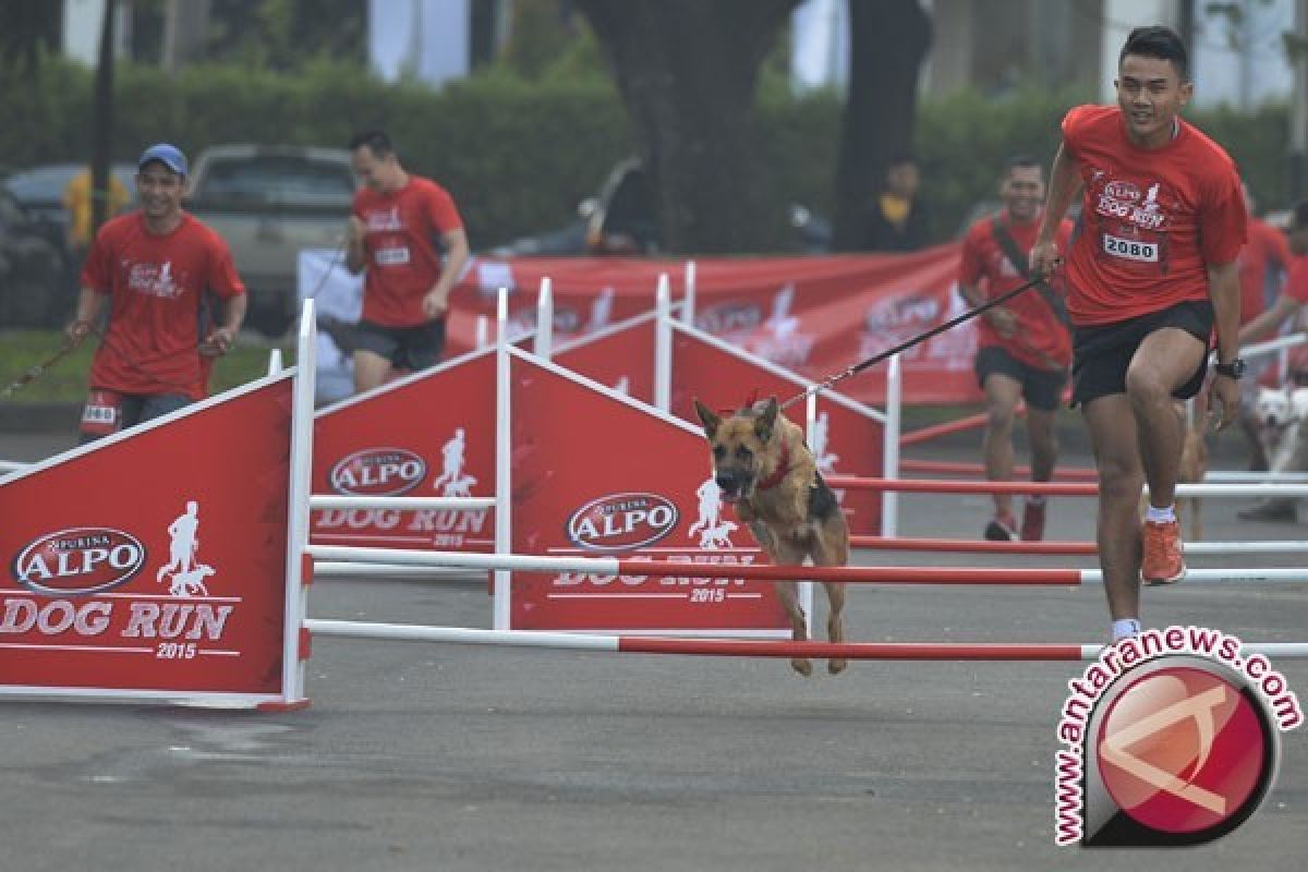 Para Pecinta Anjing Ikut Lomba Lari Bersama Piaraan 