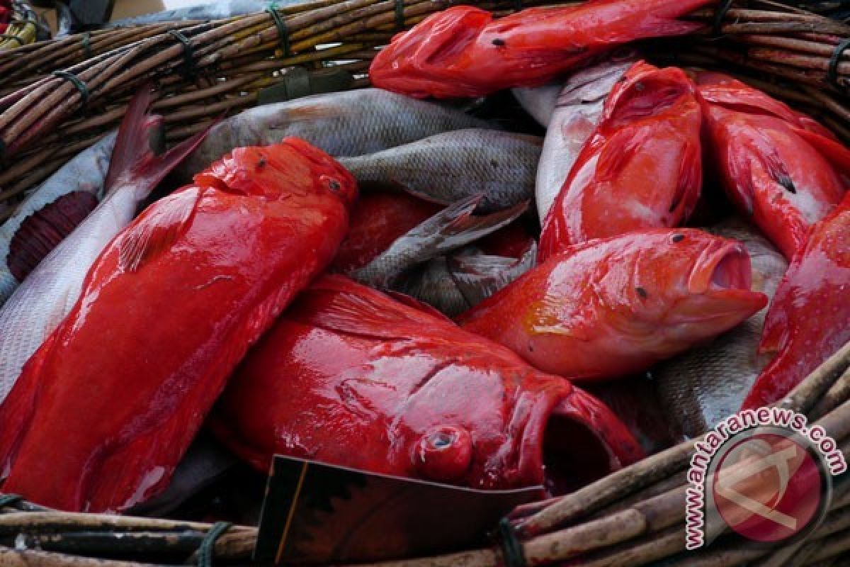 Harga Ikan Laut di Ketapang Naik 30 Persen