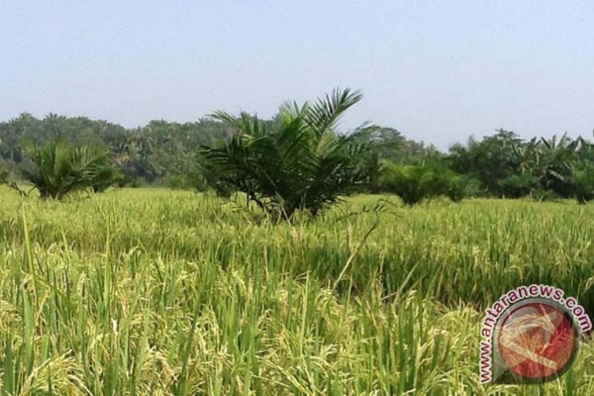 Mayoritas lahan kering Mukomuko ditanami padi gogo