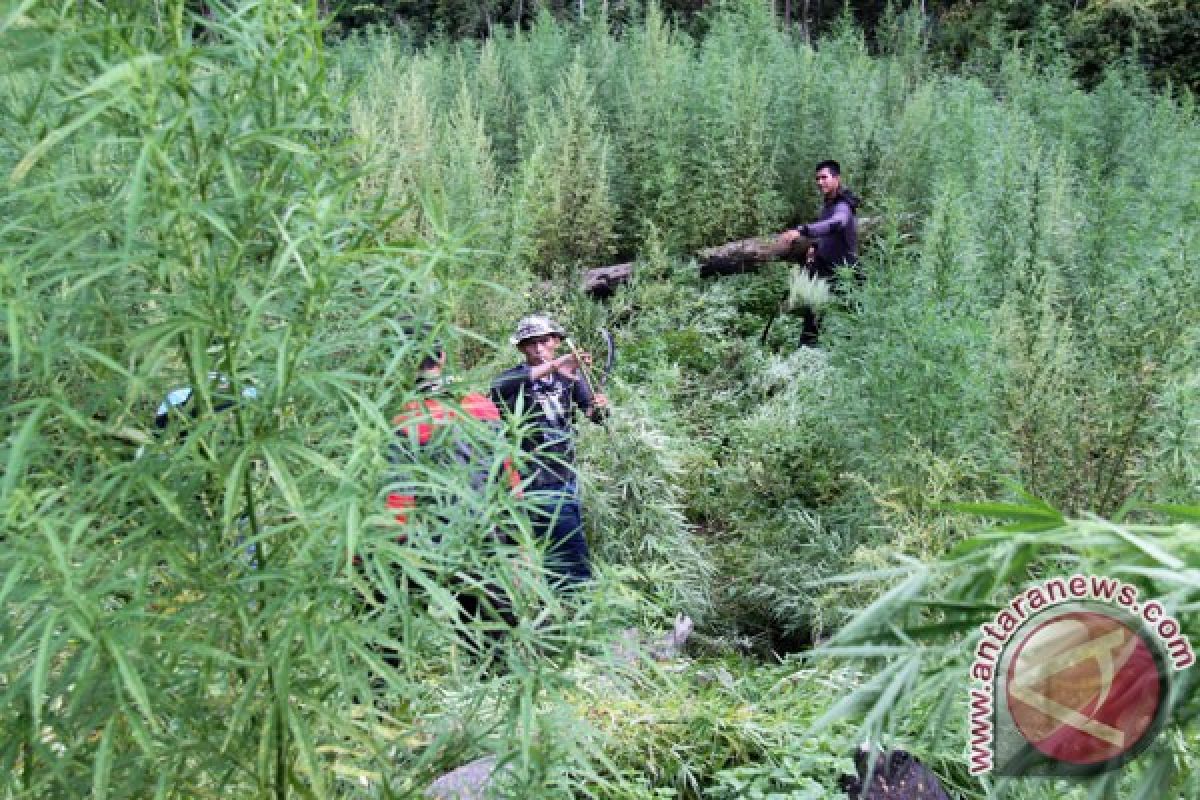 Jumlah kasus narkoba di Aceh meningkat