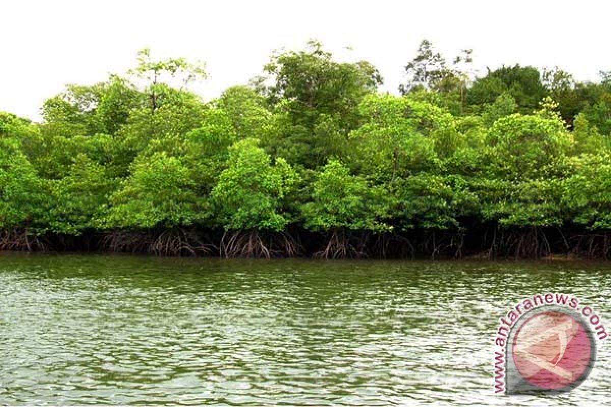 DKP Mamuju Ajak Nelayan Jaga Hutan Mangrove 