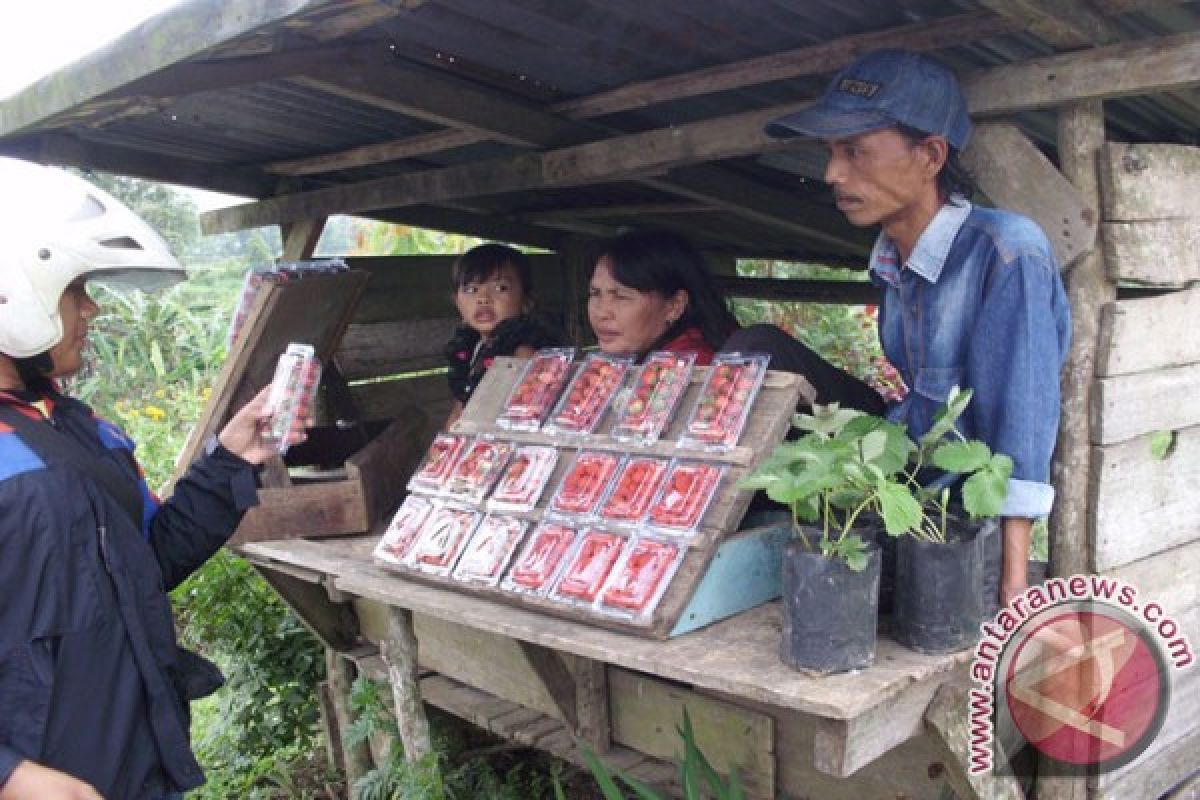 Buah strowberi Rejanglebong diminati wisatawan