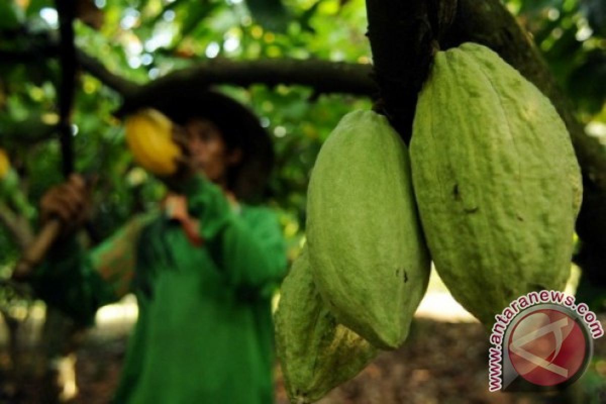 Kaltim Kembangkan Kakao di Wilayah Perbatasan