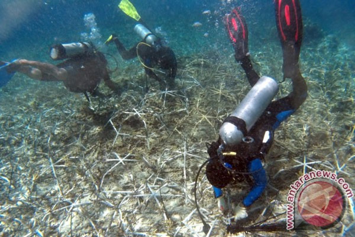 200 penyelam bersihkan lokasi penanaman terumbu karang