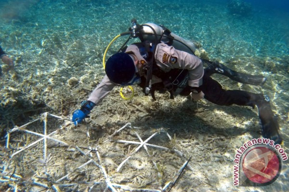 70 persen terumbu karang dalam keadaan rusak