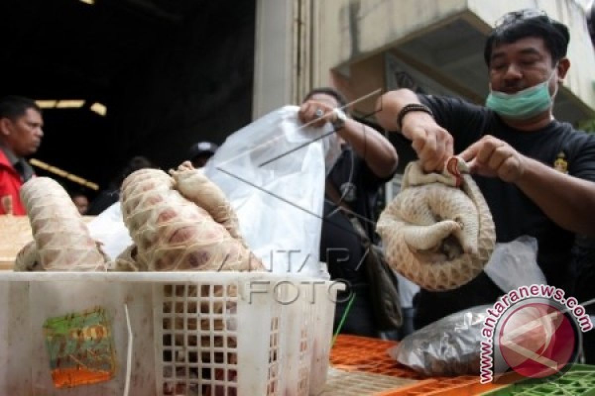 Penyelundupan Trenggiling Di Indonesia Dilakukan Jaringan Internasional