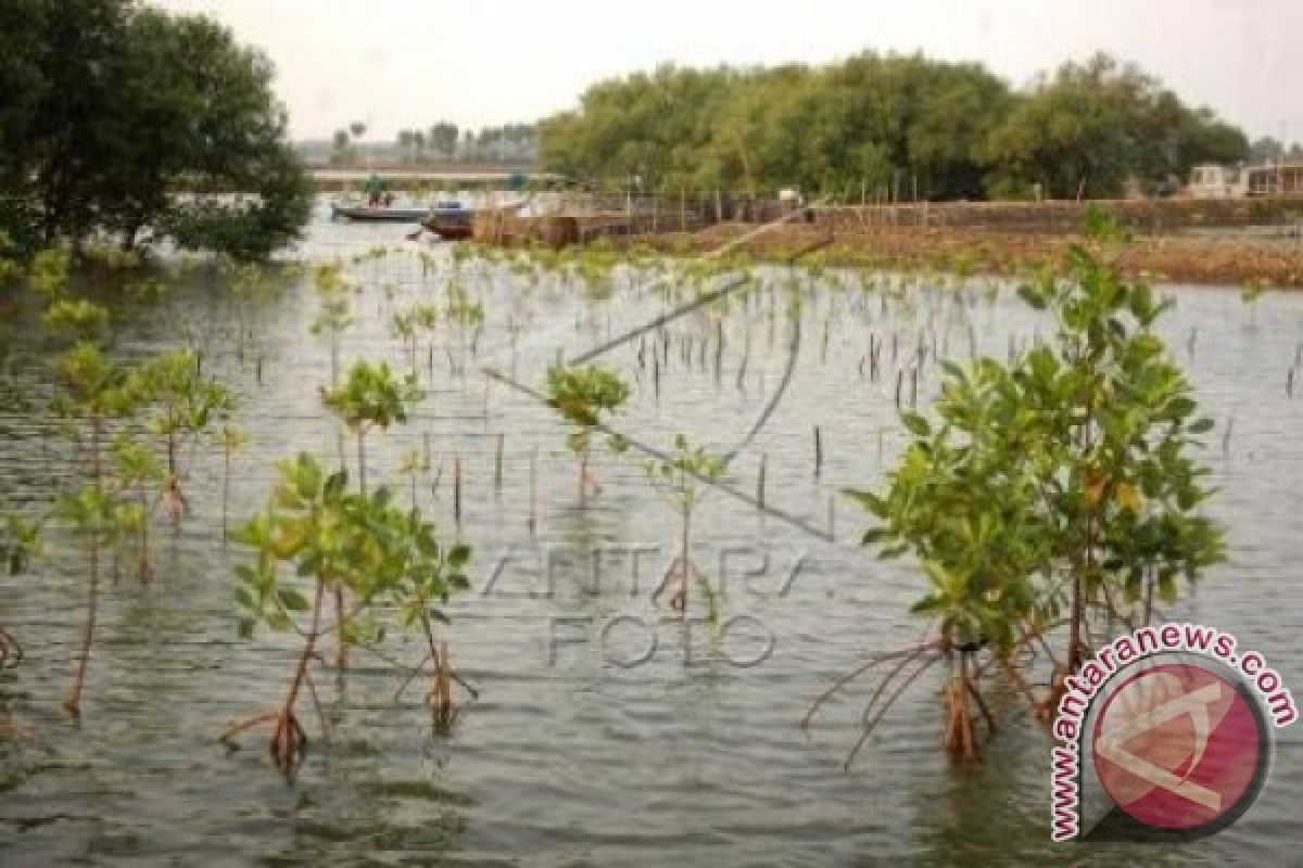 Waduh, Penyusutan Hutan Mangrove Setiap Tahun 1.000 Hektar 