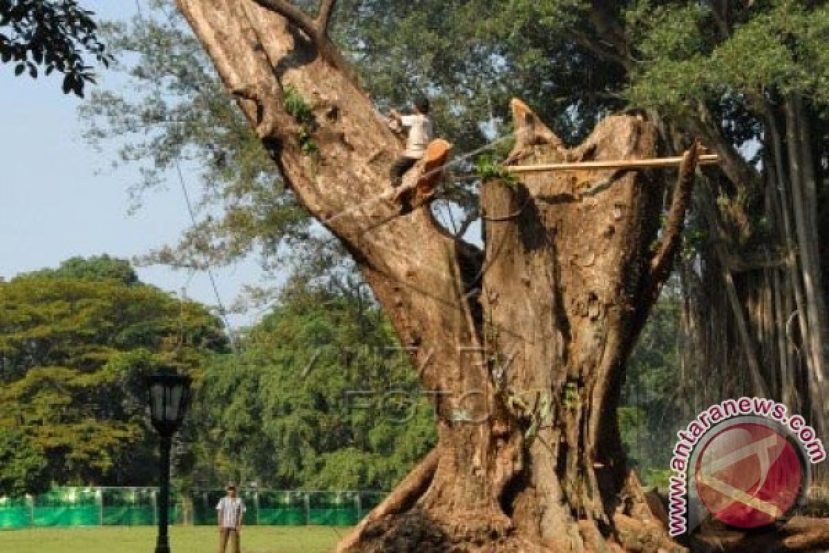 Awas,  Pohon `KTP` Merah Di Bogor