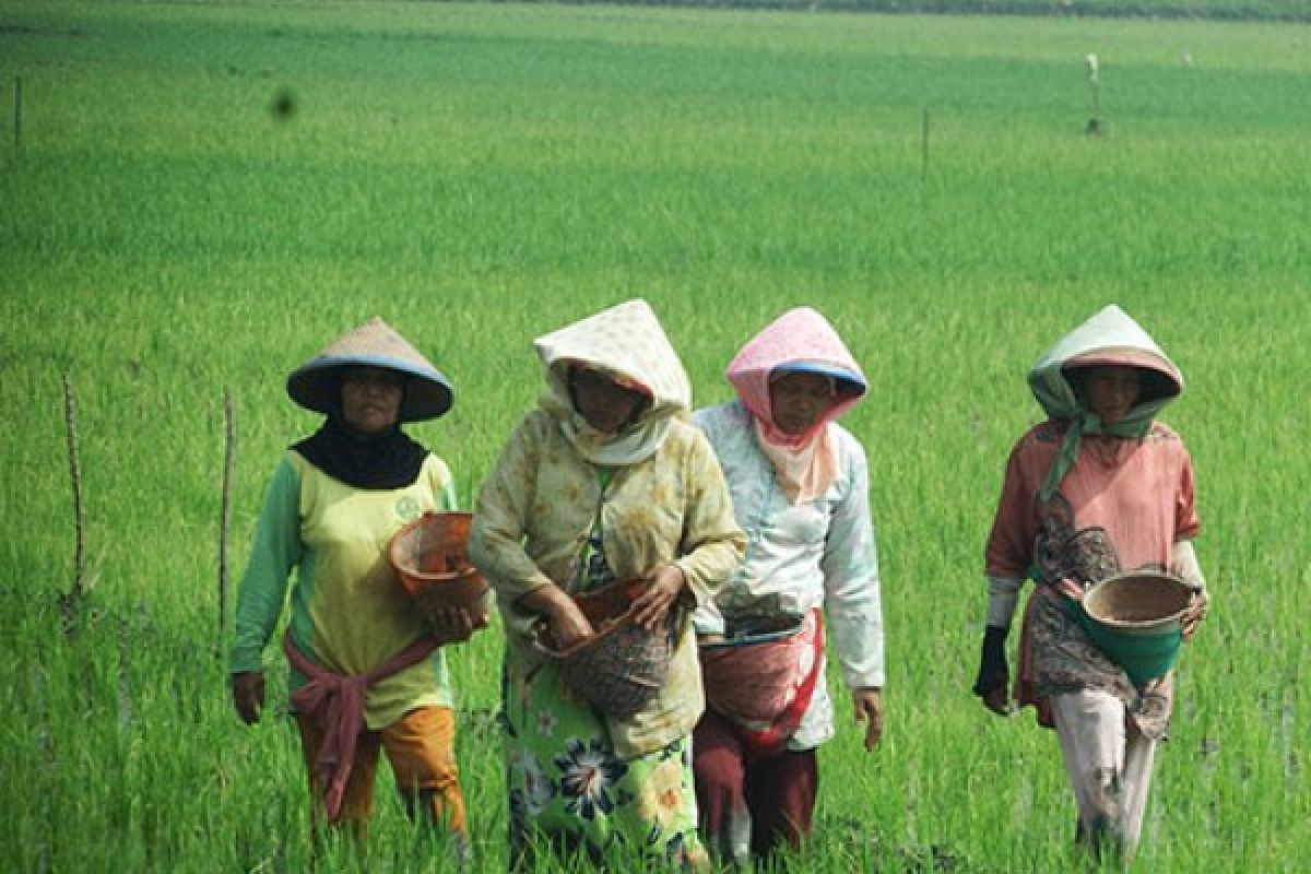 Realisasi Pupuk Urea di Jember Capai 84,6 Persen