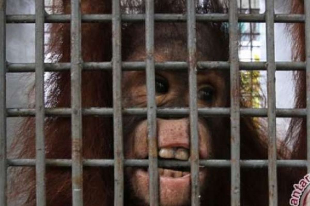 Orangutan Ditangkap Oleh Perusahaan SKD