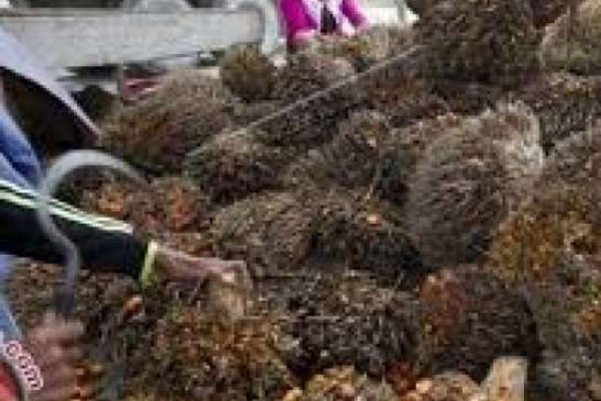 Harga TBS Riau Naik Rp14,83 Per KG