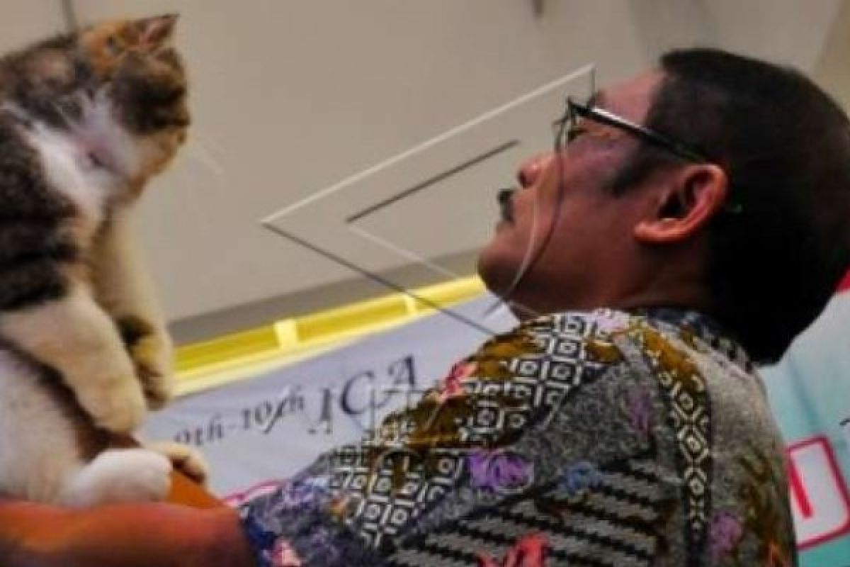 Kontes Kucing Nasional di Pekanbaru