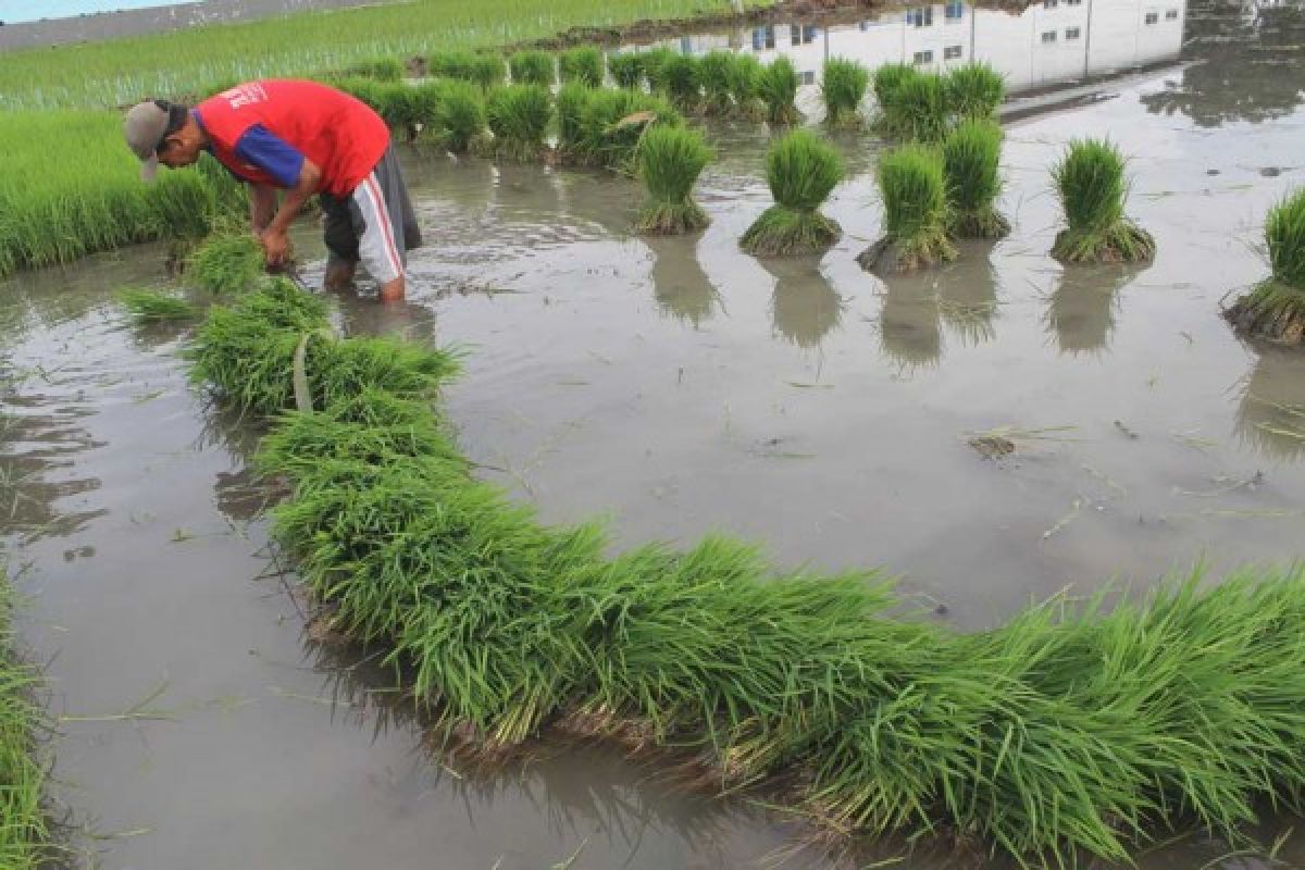 Petani di Bangkalan Menerima Bantuan Benih Padi