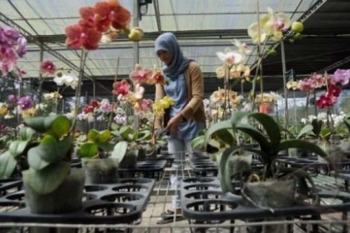 Agrowisata Anggrek Layak Dikembangkan di Baturraden