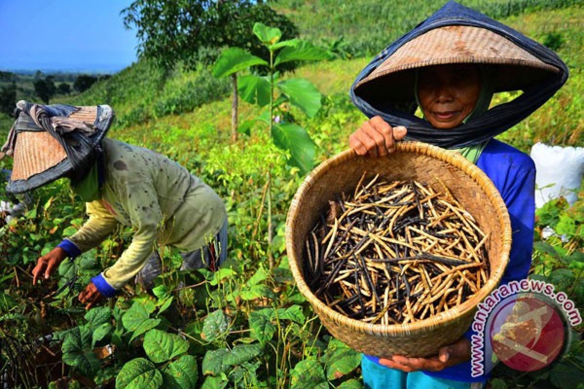 Khawatir kena diabetes? ayo mulai konsumsi kacang-kacangan