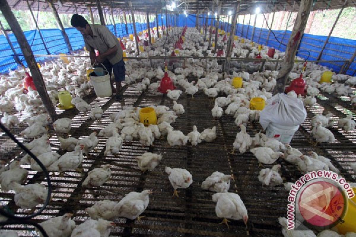 2.319 keluarga miskin Langkat dapat bantuan ternak ayam