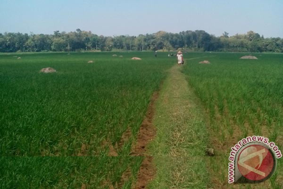 Lahan Pertanian Kabupaten Bogor Tinggal 15.517 Hektare 