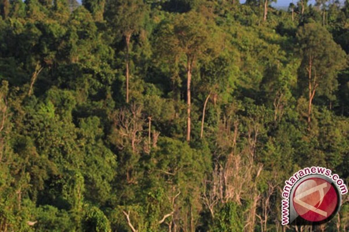 Perusak hutan Pining didenda Rp10 juta