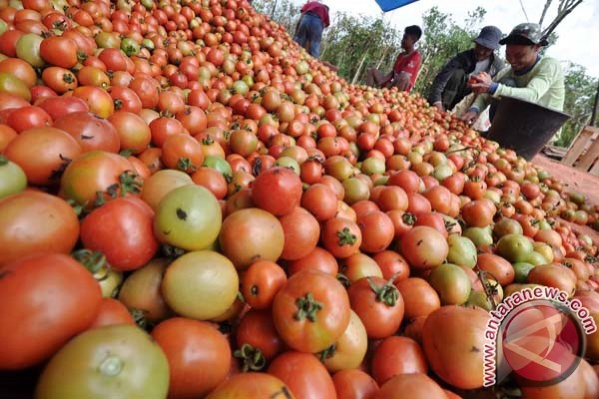 Harga tomat di Gorontalo terus merosot