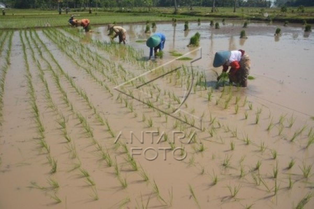 Sistem Tanam "Jajar Legowo" Untungkan Petani