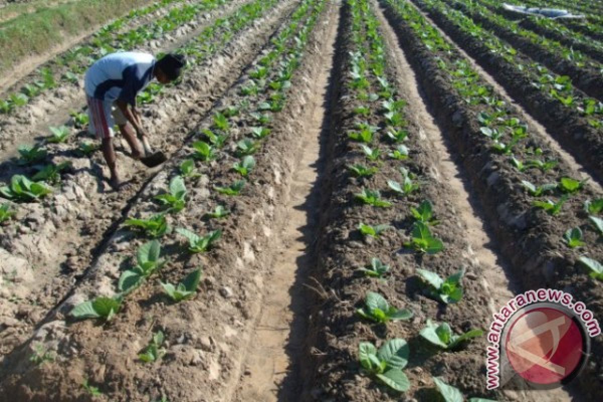 Realisasi Tanaman Tembakau 2017 di Pamekasan 70 Persen