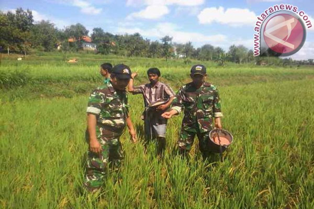 Kodim Pamekasan Intensifkan Pendampingan di Musim Tanam Kedua