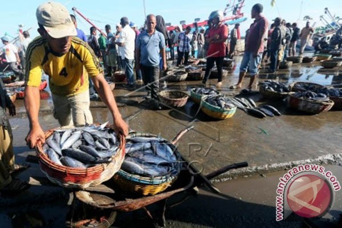 Harga Ikan Di Mamuju Naik