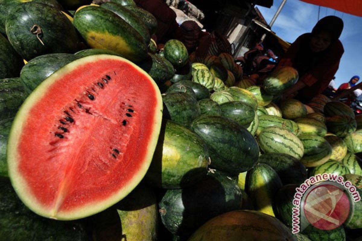 Semangka isi ganja dibongkar sipir Lapas Meulaboh