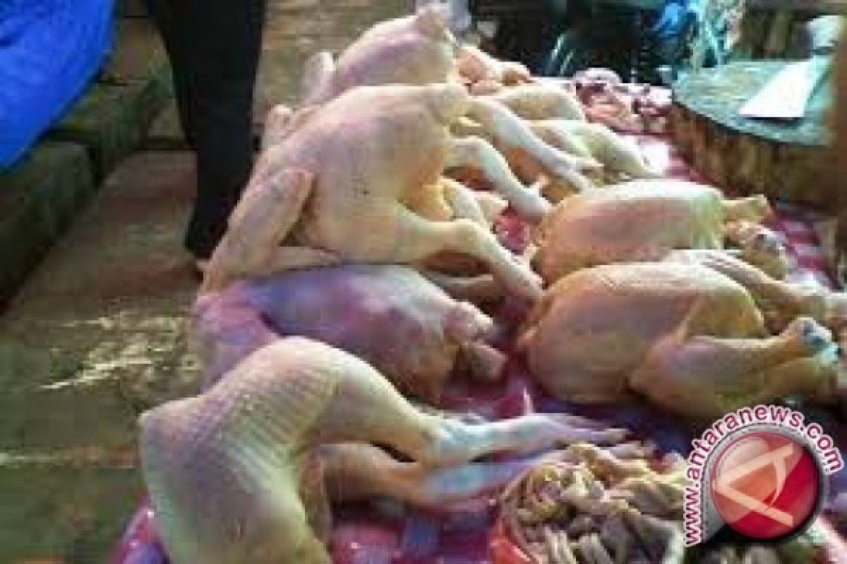 Harga daging ayam turun Rp1.000/Kg