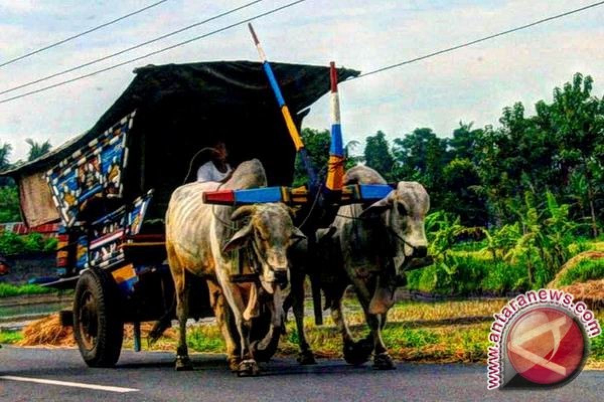  Komunitas Gerobak Sapi Kembangkan Wisata Susuri Peradaban