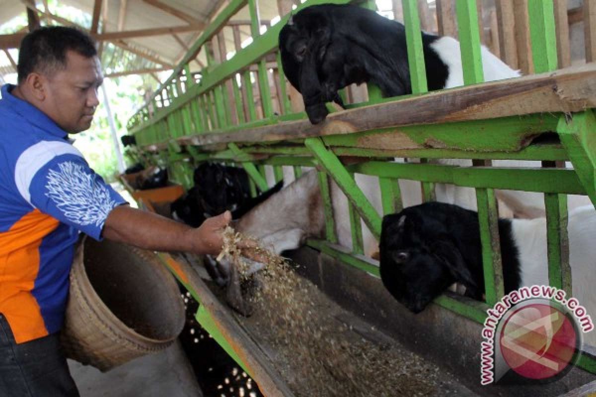 Peternakan Kambing Tulungagung Masuk Nominator Percontohan Nasional