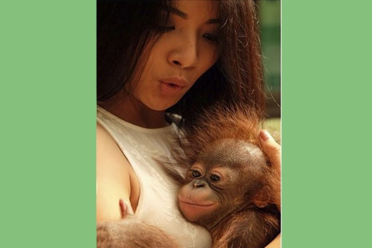 Putri Indonesia Peluk Bayi Orang Utan TSI