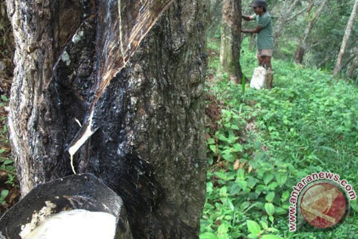 Harga getah karet petani Mukomuko turun