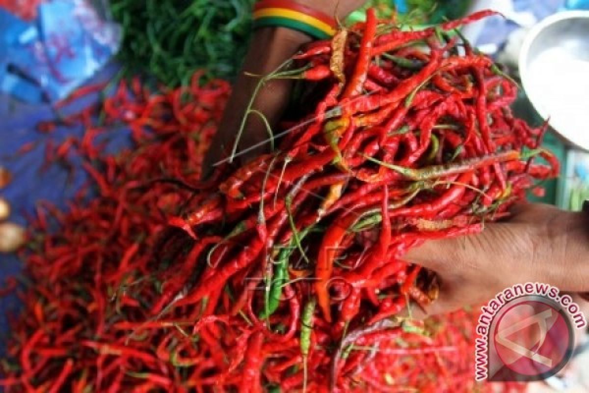 Red Chili Price in Padang Reached Rp50,000 Per Kilogram
