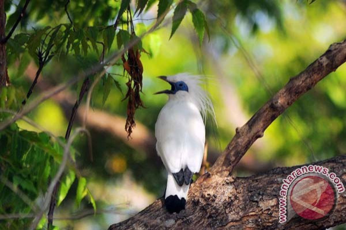 Menjaga Burung Endemis Indonesia Dari Ancaman Punah