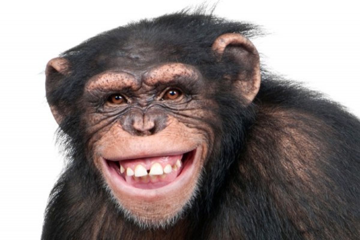 Simpanse ternyata bisa tersenyum seperti manusia 