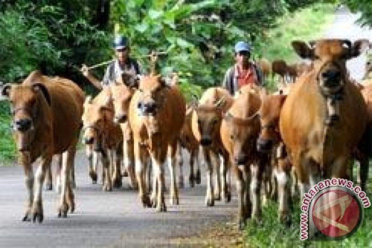 Lampung sentra peternakan sapi, harga daging  tetap tinggi