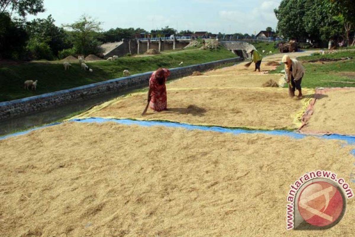 Realisasi Pengadaan Beras  Bulog Bojonegoro 38 Ribu Ton