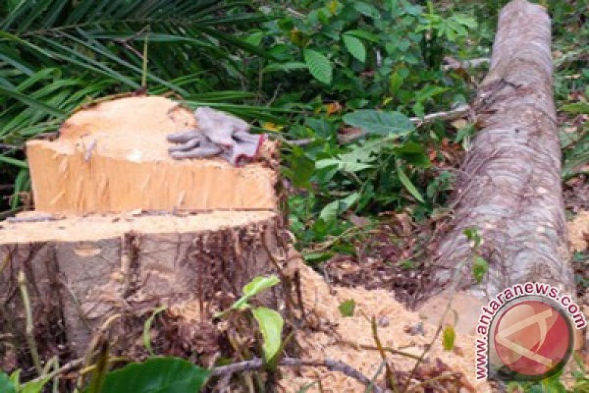 Wali Kota Perintah Tebang Pohon Hutan Lindung