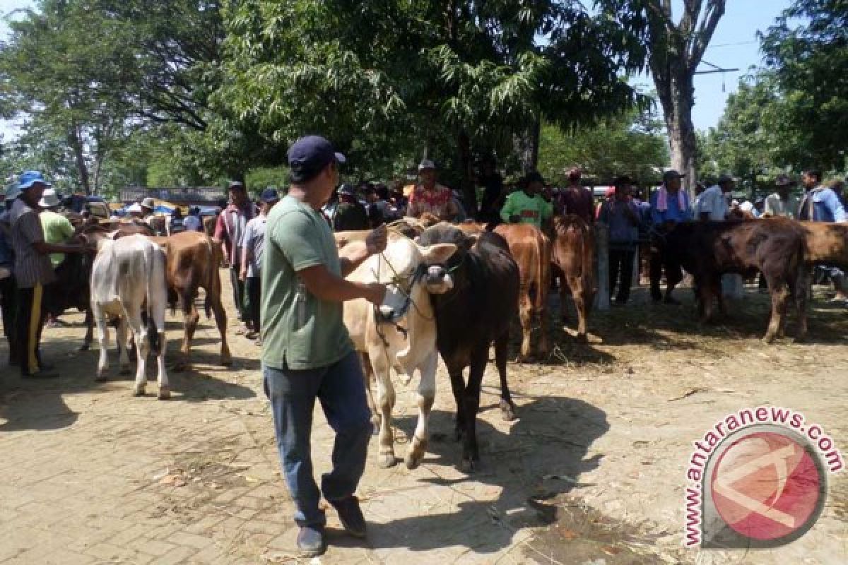 Sapi Ongole Bojonegoro Dijual Keluar