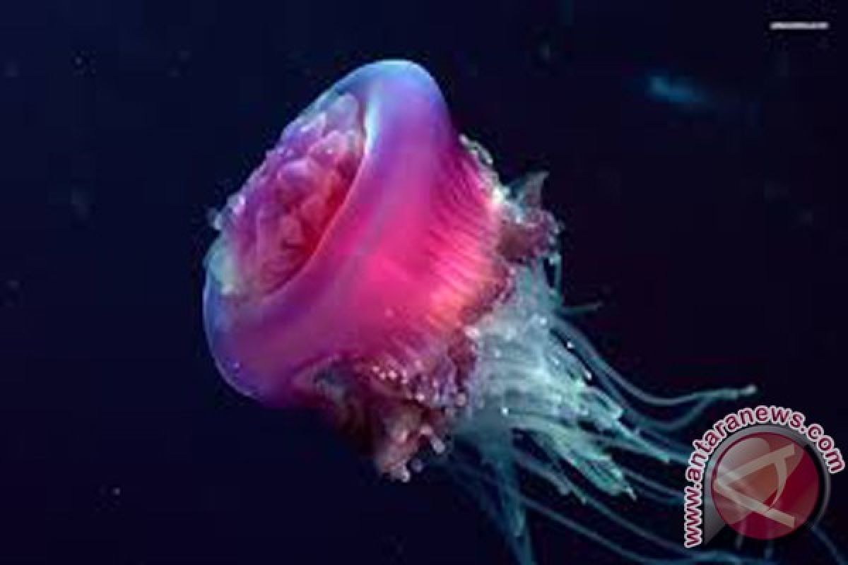 Jellyfish Cultivation Constrained by Marine Water Quality