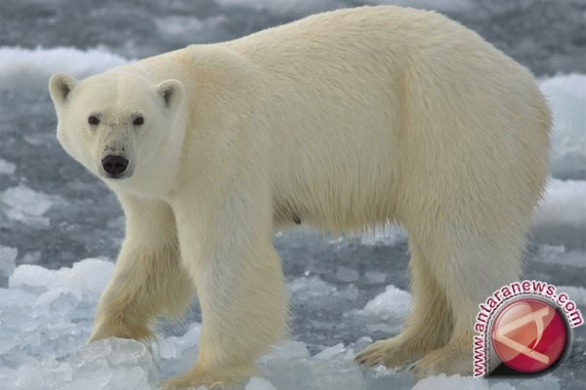 Beruang Kutub Makan Lumba-lumba Akibat Pemanasan Global