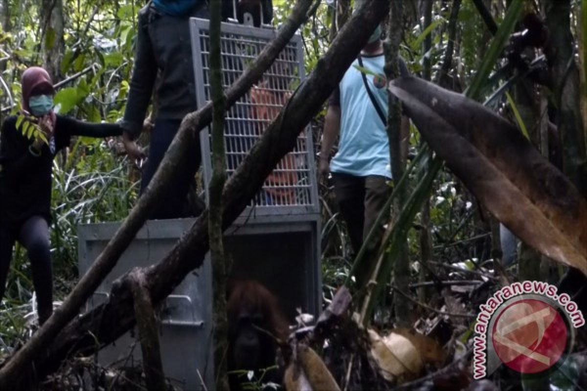 YIARI Ketapang Lepasliarkan Tiga Orangutan